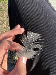 Numida meleagris domesticus