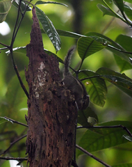 Tamiops mcclellandii
