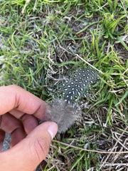 Numida meleagris domesticus