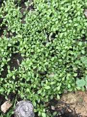 Polycarpon tetraphyllum