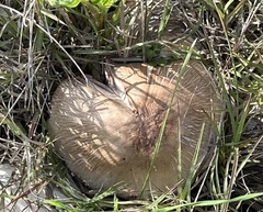 Coprinopsis uliginicola