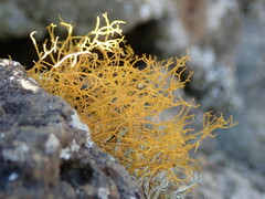 Teloschistes flavicans