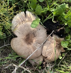 Coprinopsis uliginicola