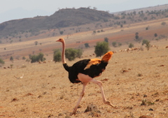Struthio camelus massaicus