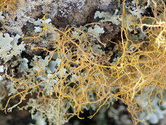 Teloschistes flavicans