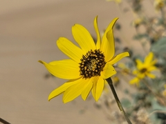 Helianthus niveus tephrodes