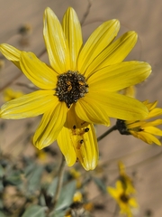 Helianthus niveus tephrodes