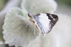 Heliopetes omrina