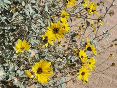 Helianthus niveus tephrodes