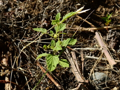 Solanum tweedianum