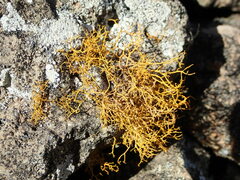 Teloschistes flavicans