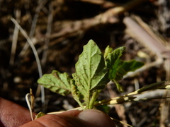 Solanum tweedianum