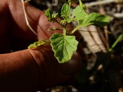 Solanum tweedianum