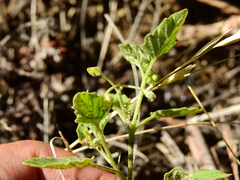 Solanum tweedianum