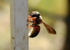 Epanthidium