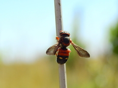 Epanthidium