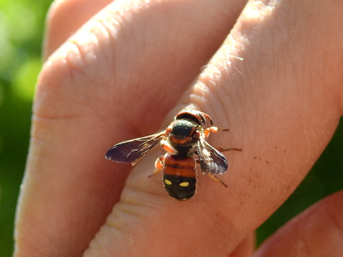 Epanthidium confusum