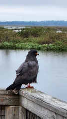 Rostrhamus sociabilis plumbeus