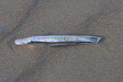 Ensis