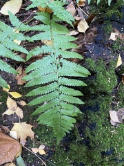 Dryopteris filix-mas