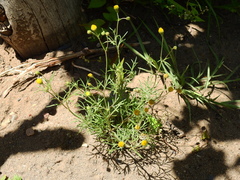 Picradeniopsis multiflora
