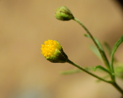 Picradeniopsis multiflora