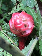 Costaceae