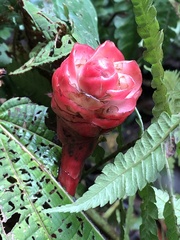 Costaceae