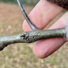 Callirhytis medularis