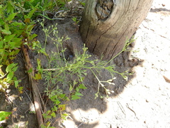 Spermolepis castellanosii