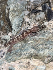 Coleonyx variegatus