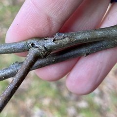 Callirhytis medularis