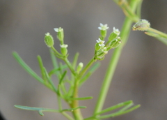 Spermolepis castellanosii