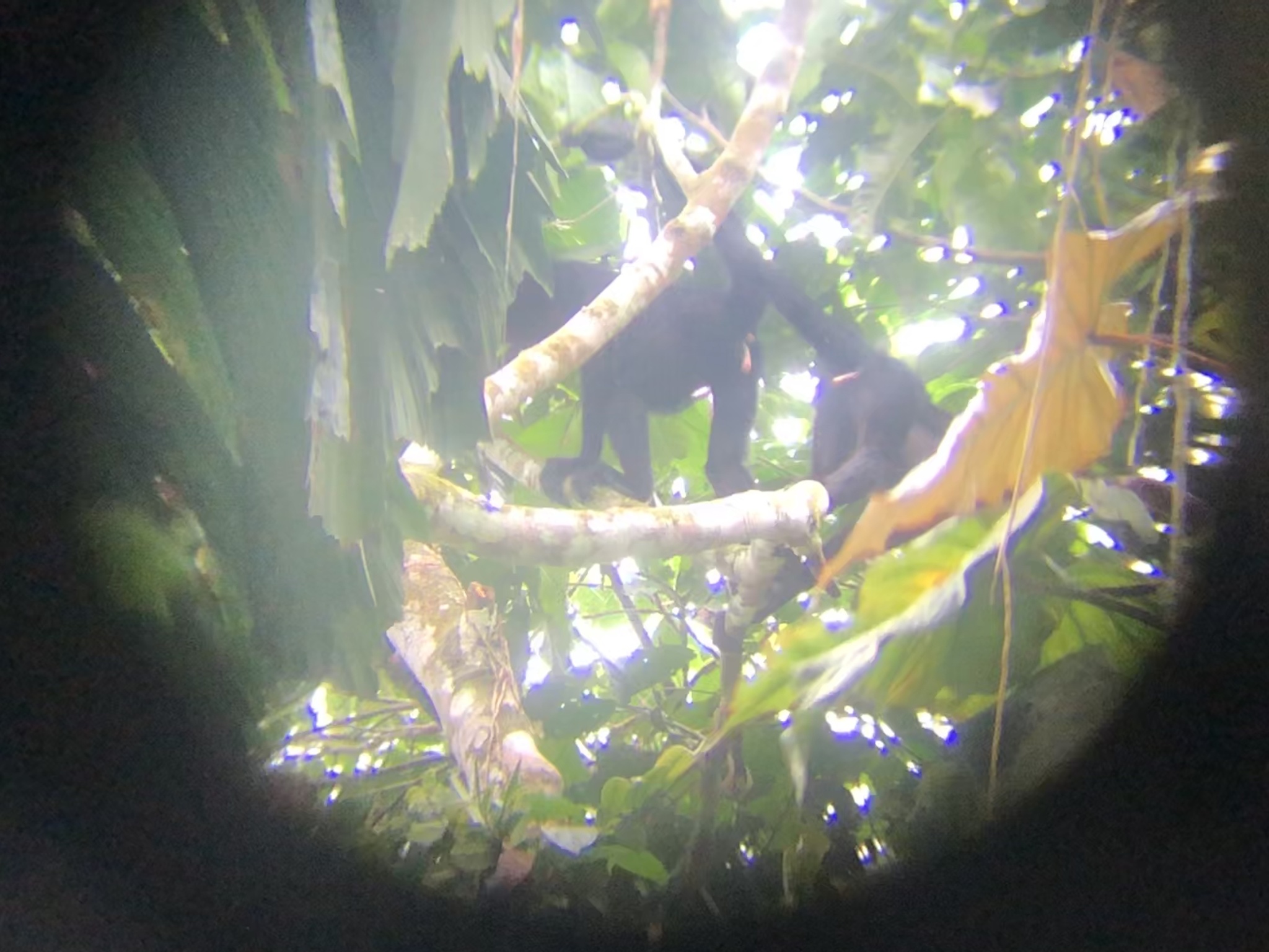 black spider monkey, chamek spider monkey, peruvian spider monkey