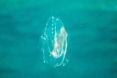 Leucothea multicornis