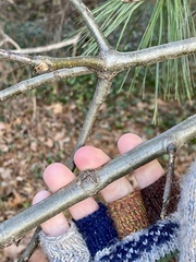 Callirhytis medularis