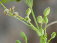 Spermolepis castellanosii
