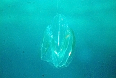 Leucothea multicornis