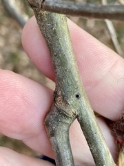 Callirhytis medularis