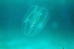 Leucothea multicornis