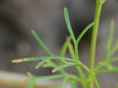 Spermolepis castellanosii