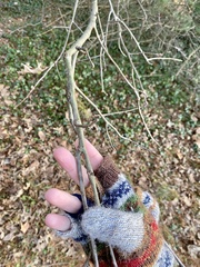 Callirhytis medularis