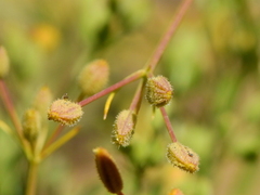 Spermolepis castellanosii