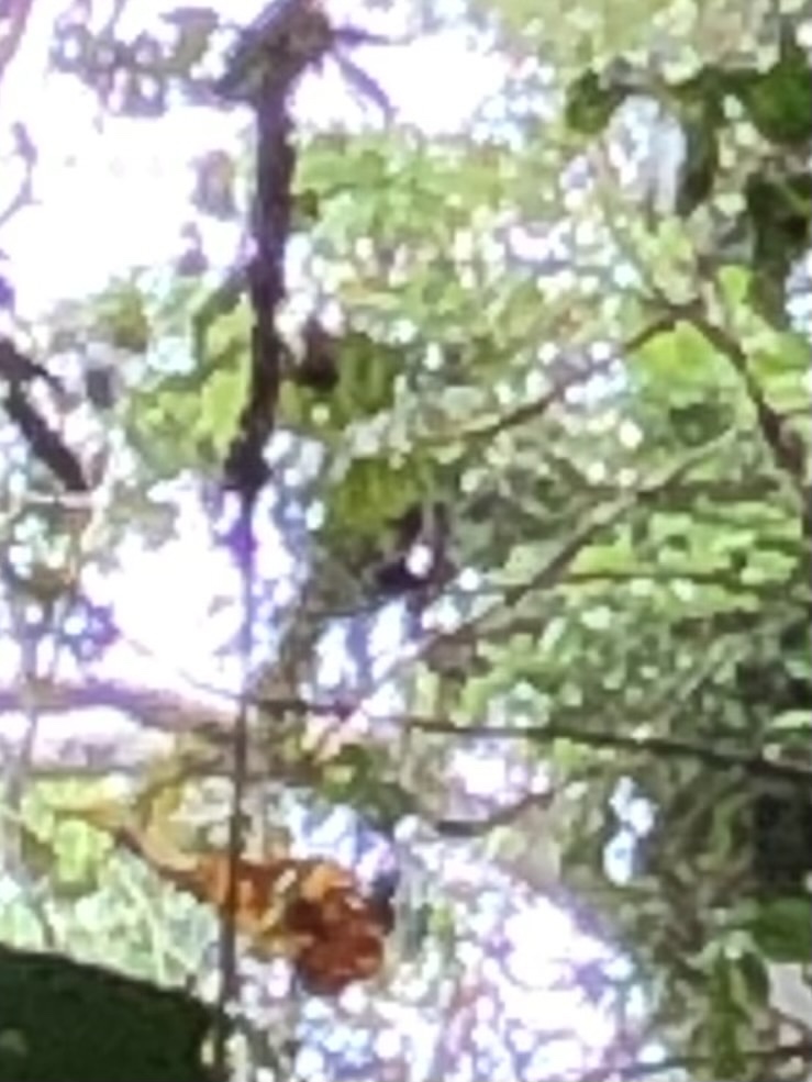 black spider monkey, chamek spider monkey, peruvian spider monkey