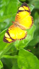 Tegosa