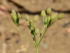 Spermolepis castellanosii