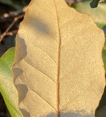 Elaeagnus pungens