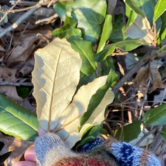 Elaeagnus pungens