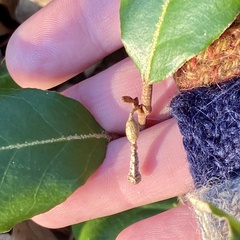 Elaeagnus pungens