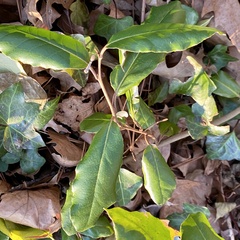 Elaeagnus pungens